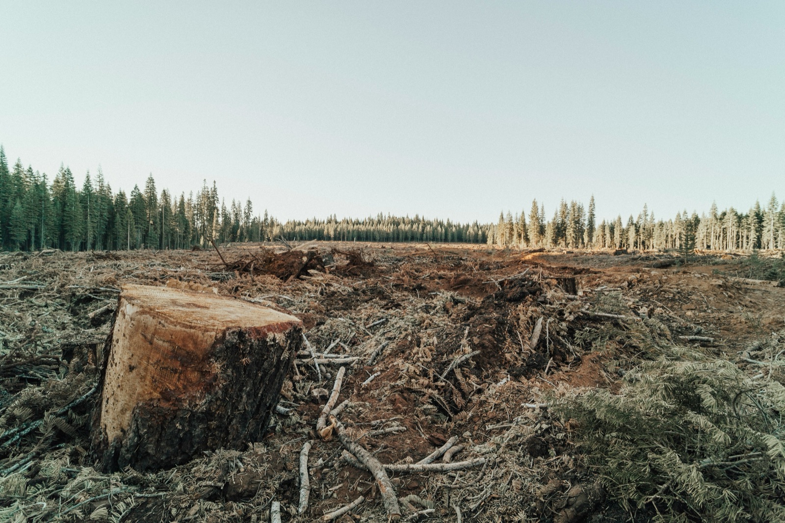 Clear-cut forest land near Chester, California