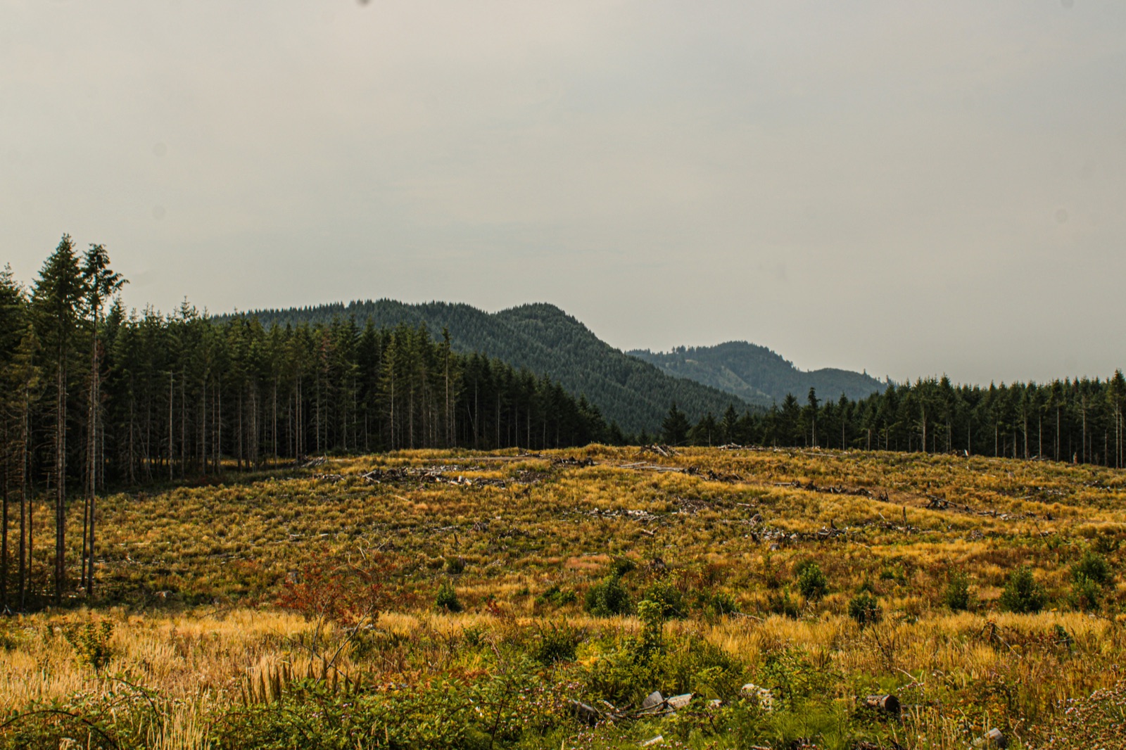 Logged hillside on Crawford Mountain near Tenino, Washington
