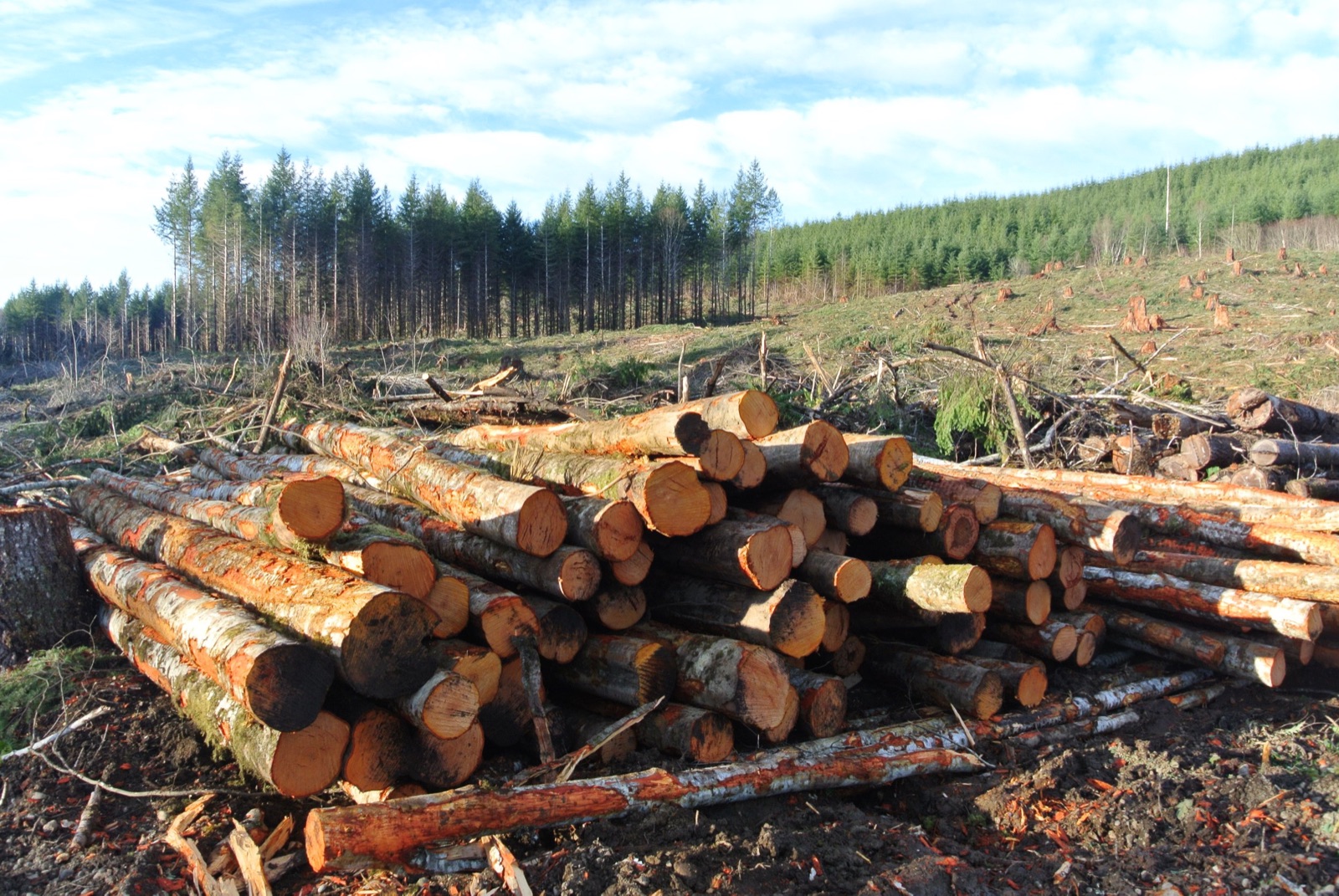 Stacked logs at a fresh clear-cut, with the remaining forest behind