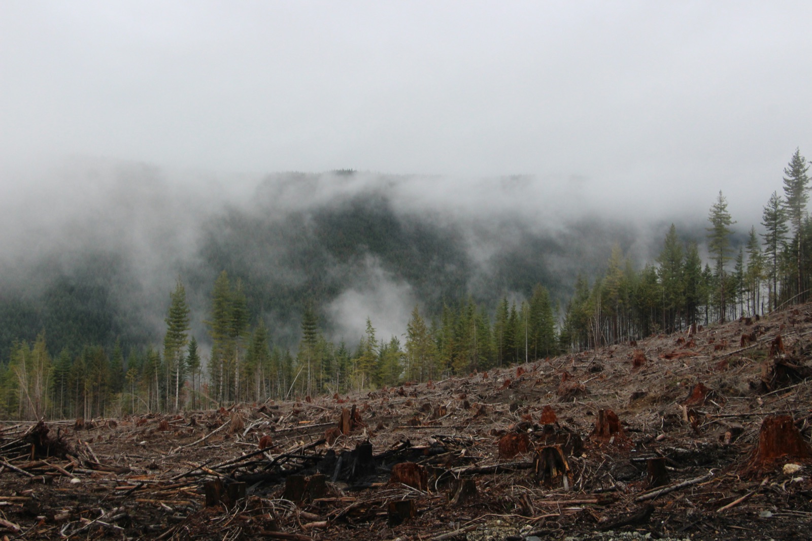 Forested coastline on the Sunshine Coast, British Columbia