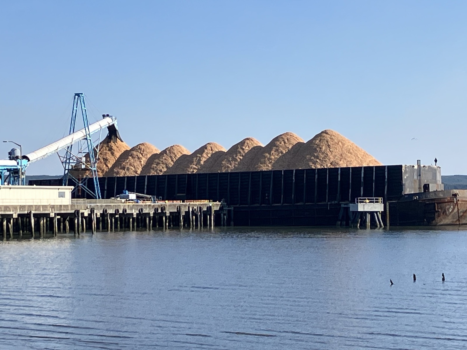Barge heaped with wood chips at a waterfront loading facility, September 2024